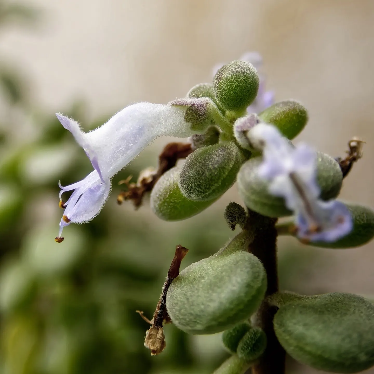 Coleus socotranus · eigene Aufnahme in Kultur.