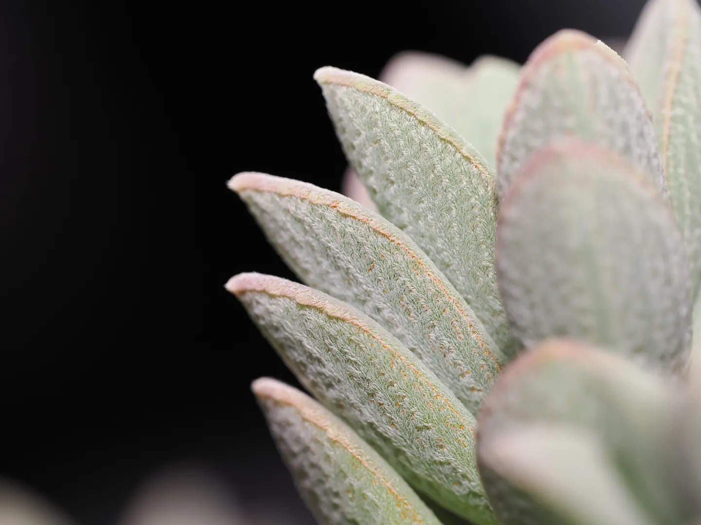Coleus argentifolius, macro view of the silvery indumentum and gland dots.