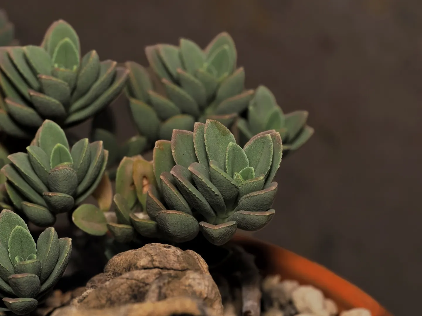 Plant in the Sonnenreych collection, cultivated plant