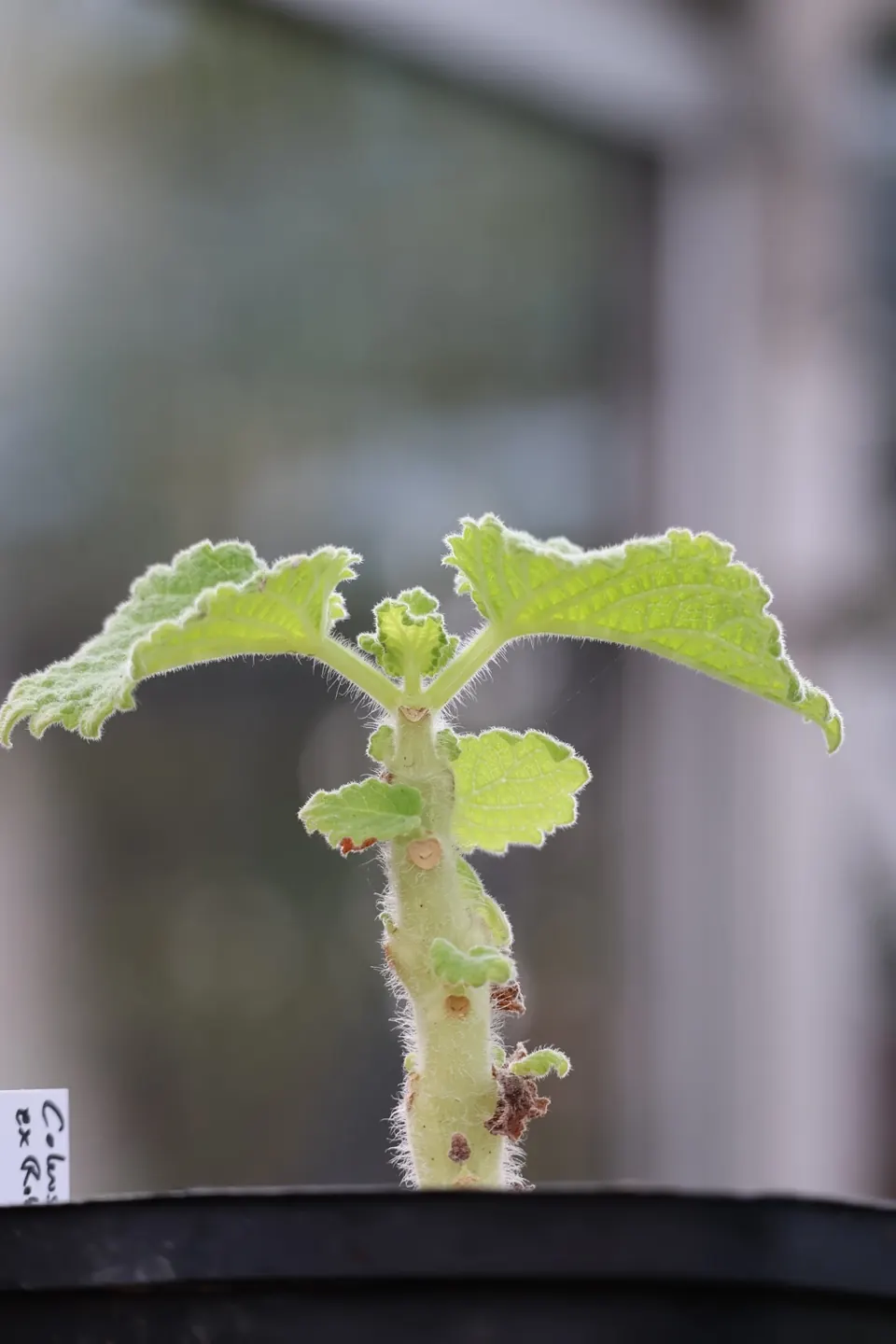 Plant in the Sonnenreych collection, coleus burorum · personal photograph in cultivation.
