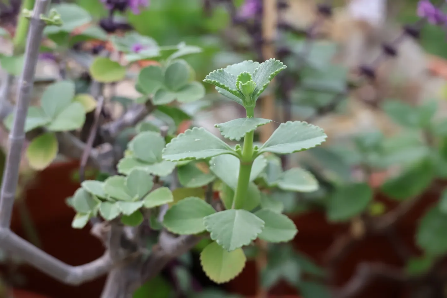Coleus cf. gracilis, shoot with opposite crenate leaves.