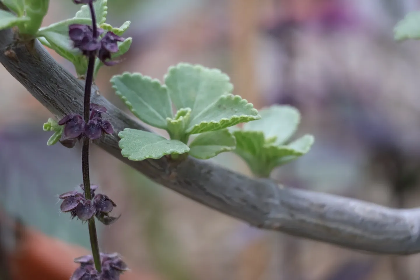Coleus cf. gracilis, the accession beside an unrelated inflorescence; the flowers do not belong to it.
