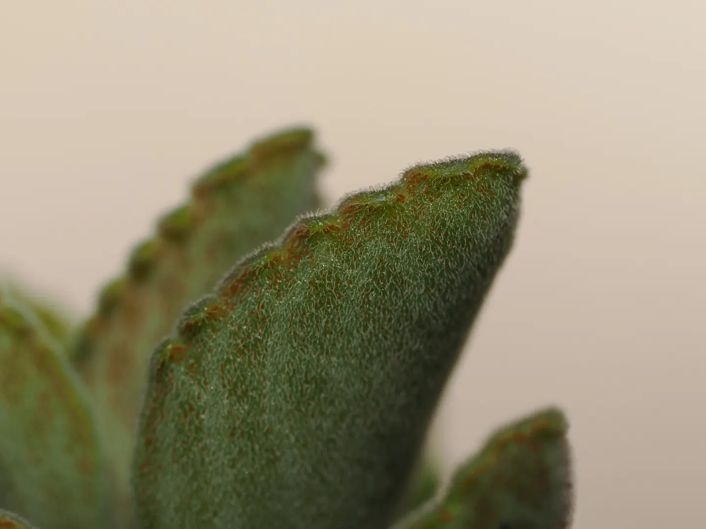 Coleus cf. otostegioides, macro view of the indumentum and orange gland dots.