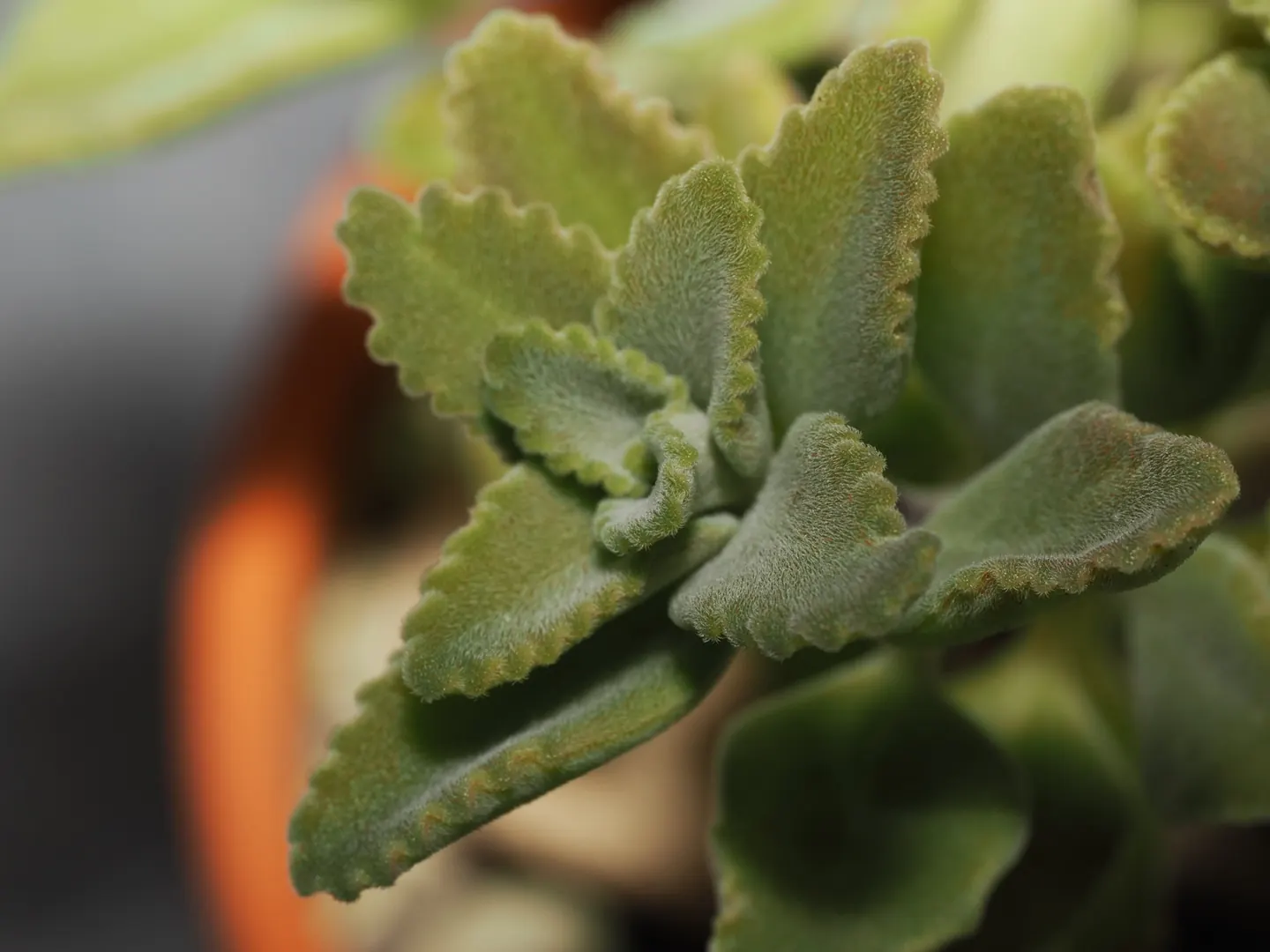 Coleus cf. otostegioides, young, densely hairy leaves.