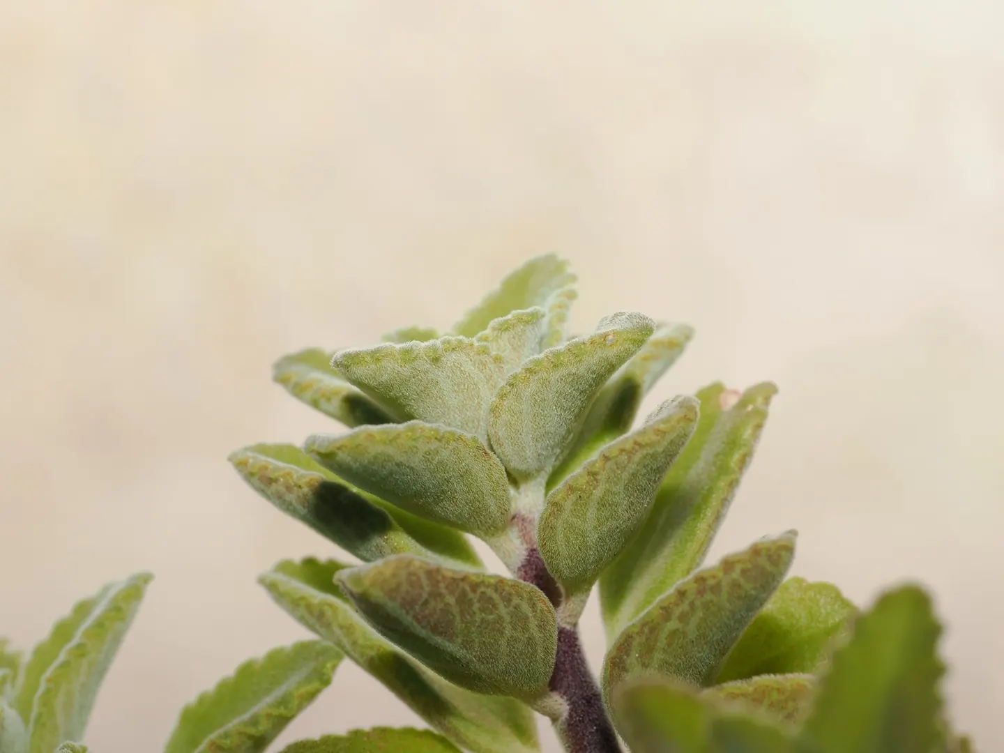 Coleus cf. otostegioides, hairy shoot tip and opposite leaves.