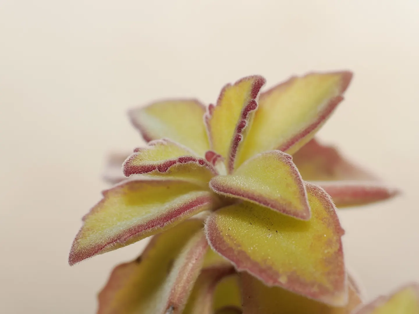 Coleus cylindraceus, leaf form, indumentum and reddish margin.