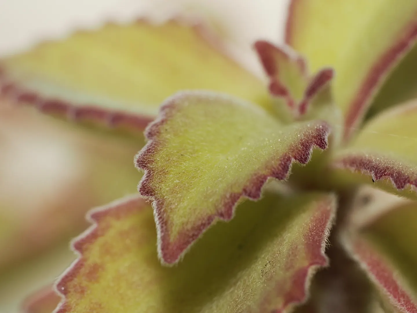 Coleus cylindraceus, detail of the crenate hairy leaf margin.