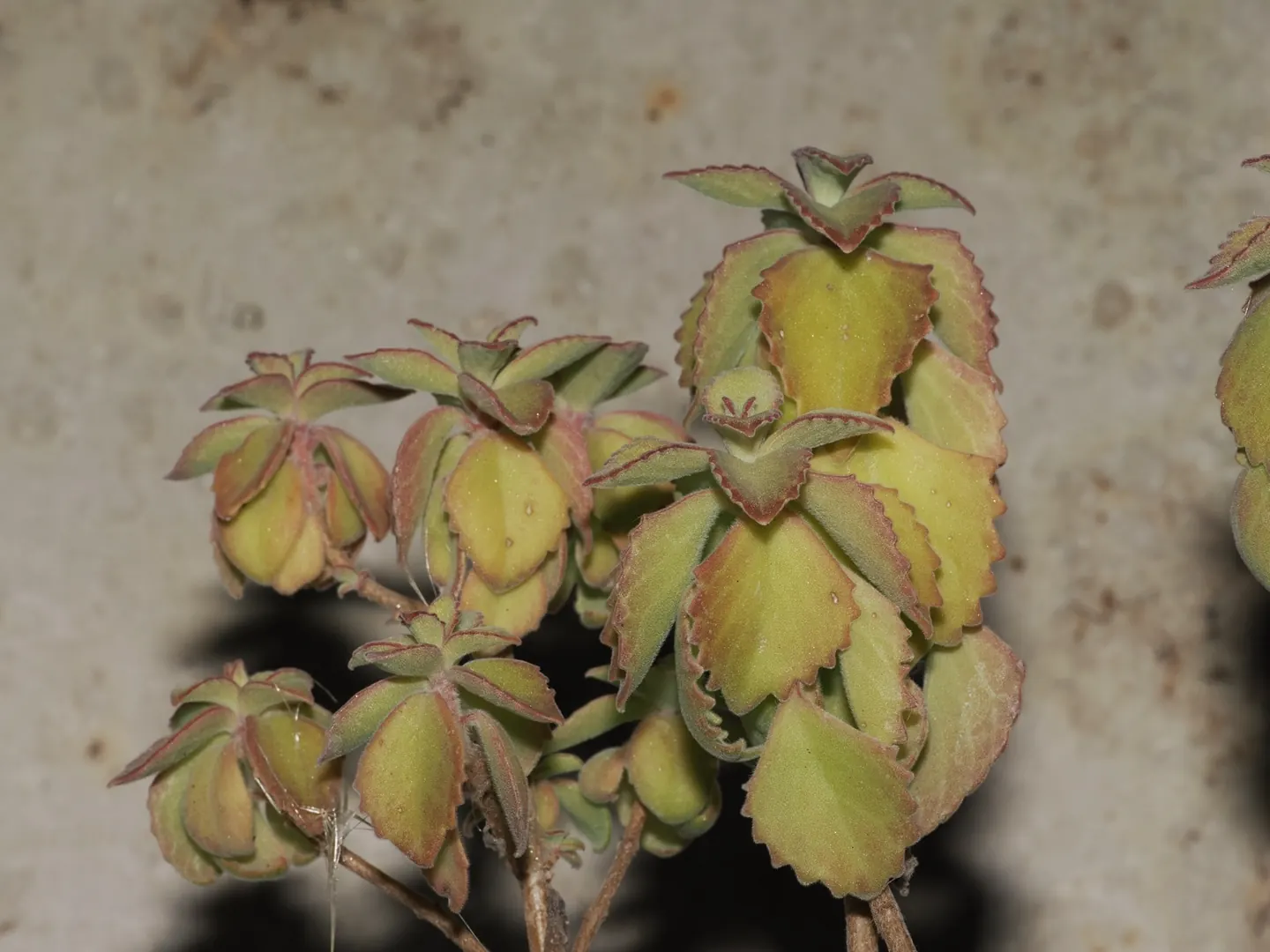 Plant in the Sonnenreych collection, coleus cylindraceus · personal photograph in cultivation.