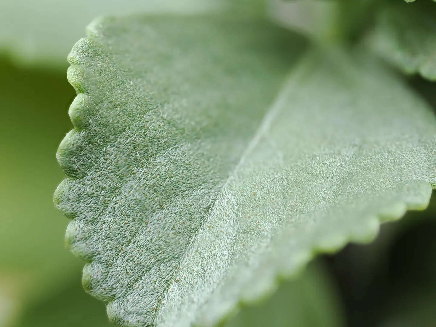 Coleus cf. gracilis, upper leaf surface: short dense indumentum and orange-brown gland dots.