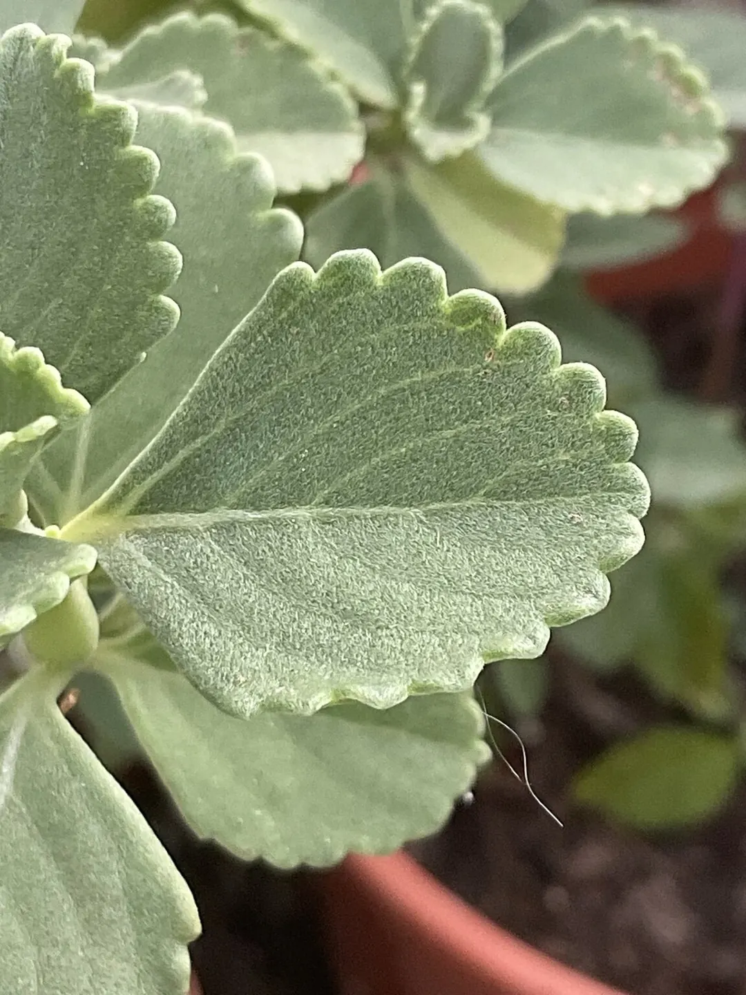 Coleus cf. gracilis, upper leaf surface with velvety texture and regularly crenate margin.