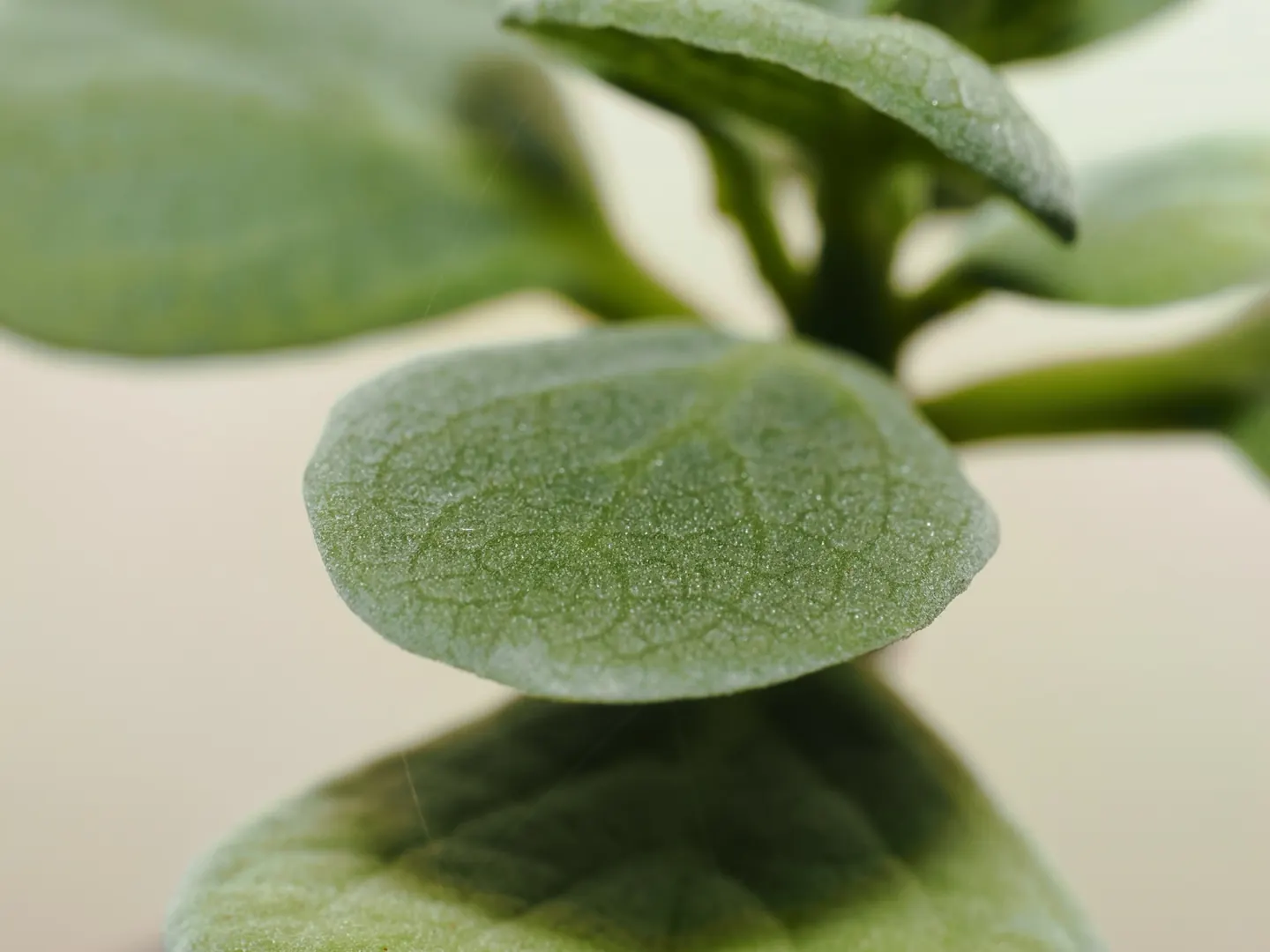 Coleus hymalis, upper leaf surface and young shoot.