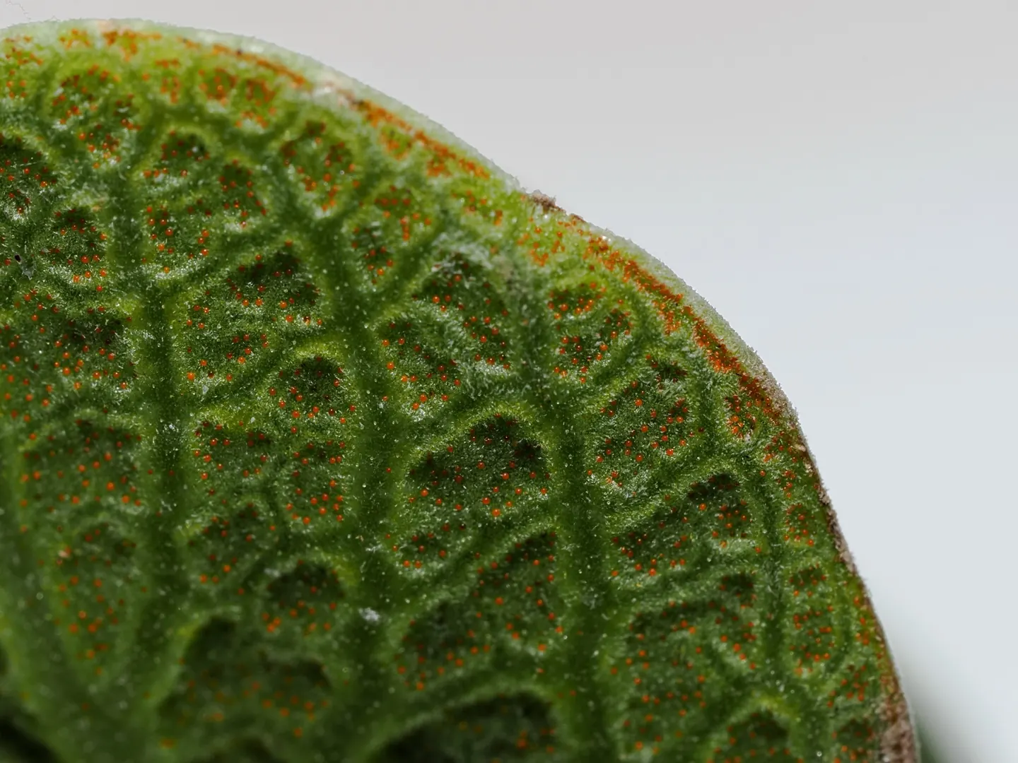 Coleus hymalis, lower leaf surface.