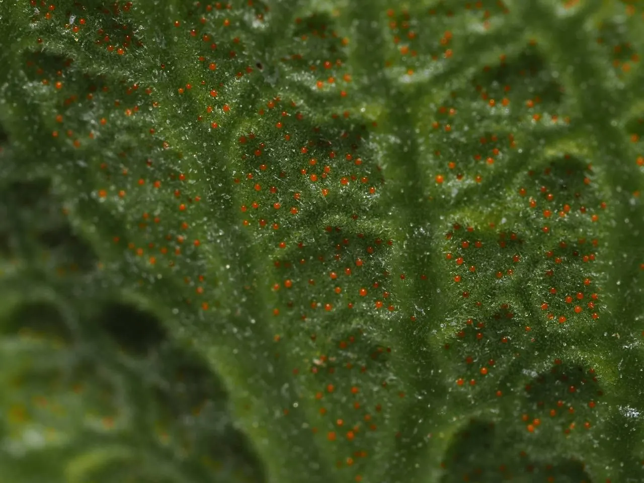 Coleus hymalis, macro view of the orange gland dots.