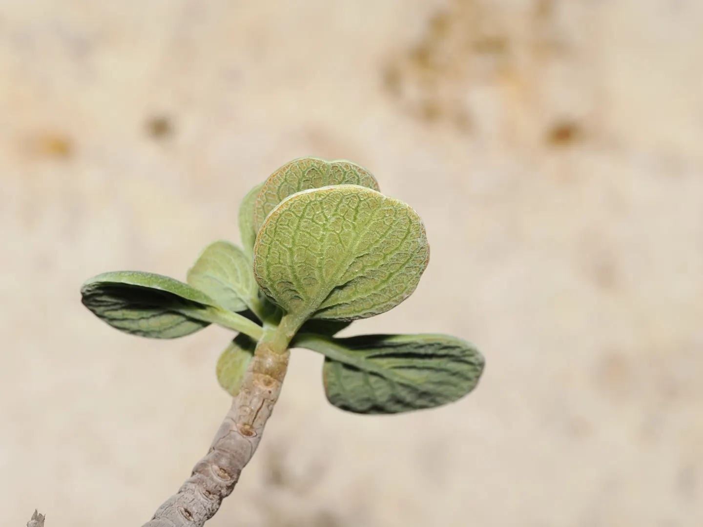 Coleus hymalis, habit of the cultivated accession from Mola Matar.