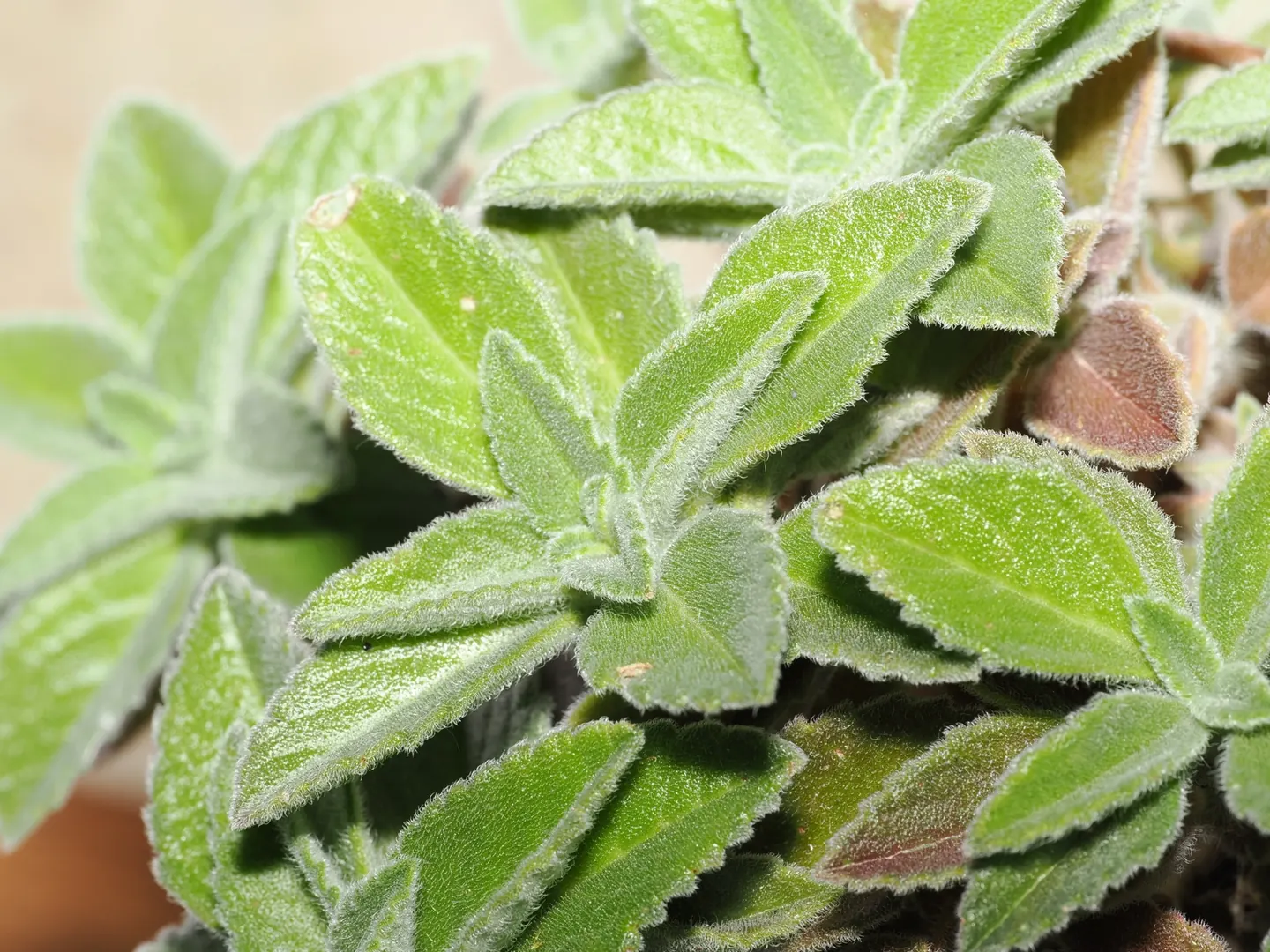 Coleus sp. RM46, leaves and young growth of the cultivated accession.