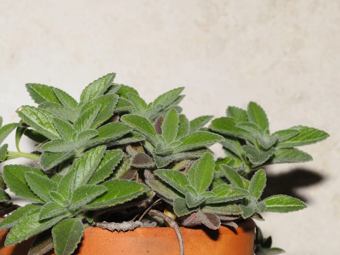 Coleus sp. RM46, habit of the cultivated accession RM46.