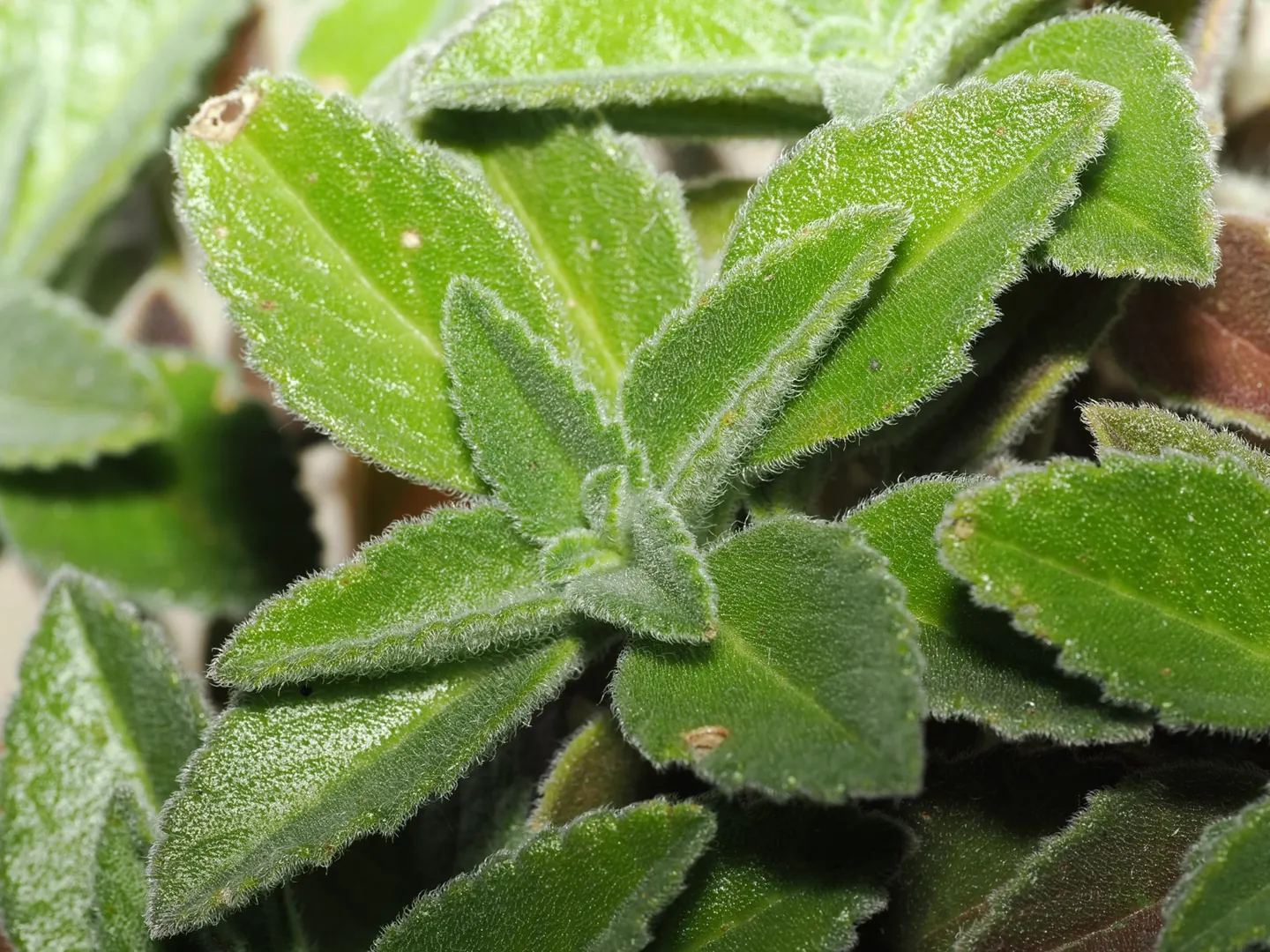 Coleus sp. RM46, shoot tip with densely hairy leaves.