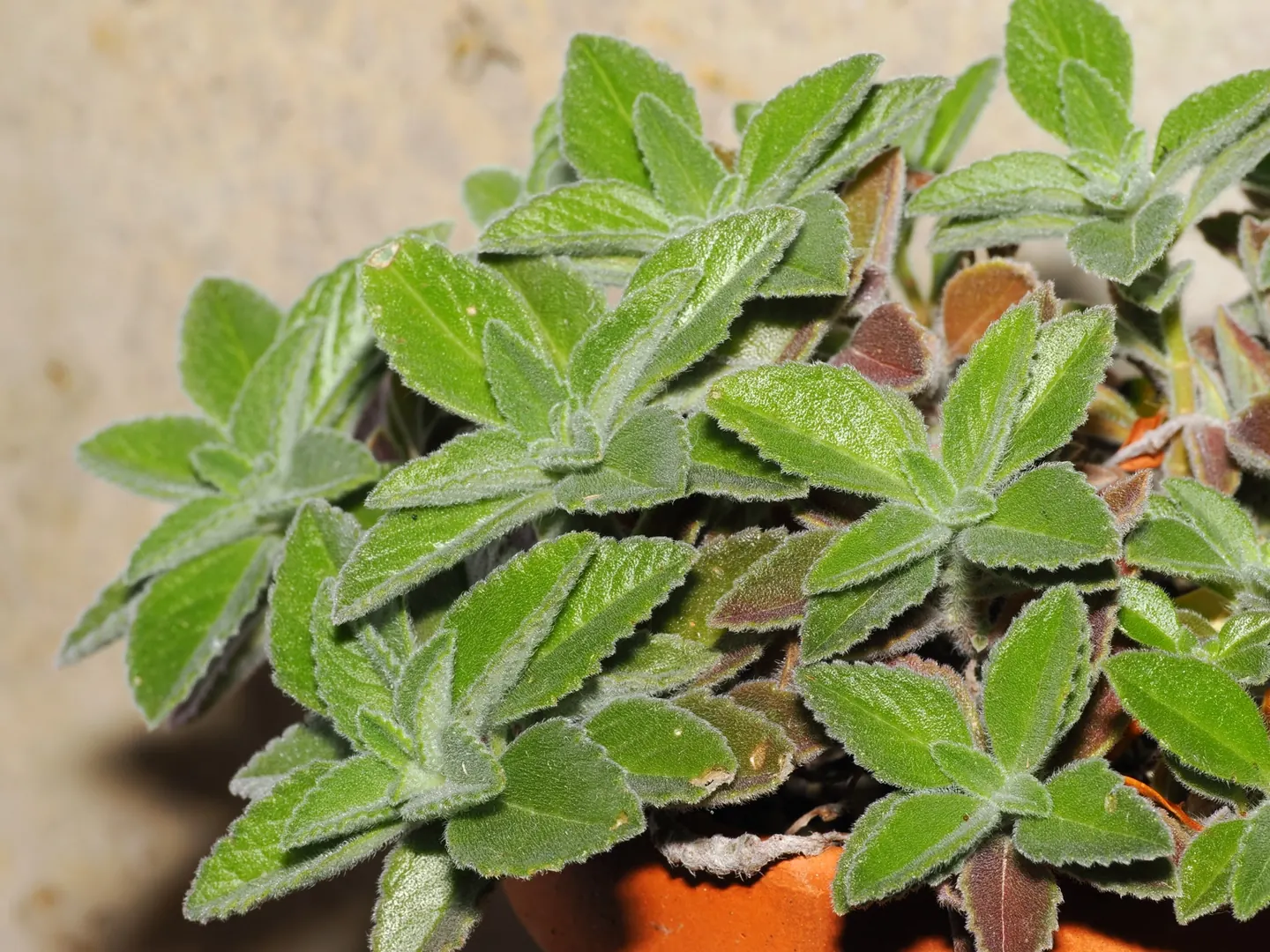 Coleus sp. RM46, top view of the creeping, densely branched habit.