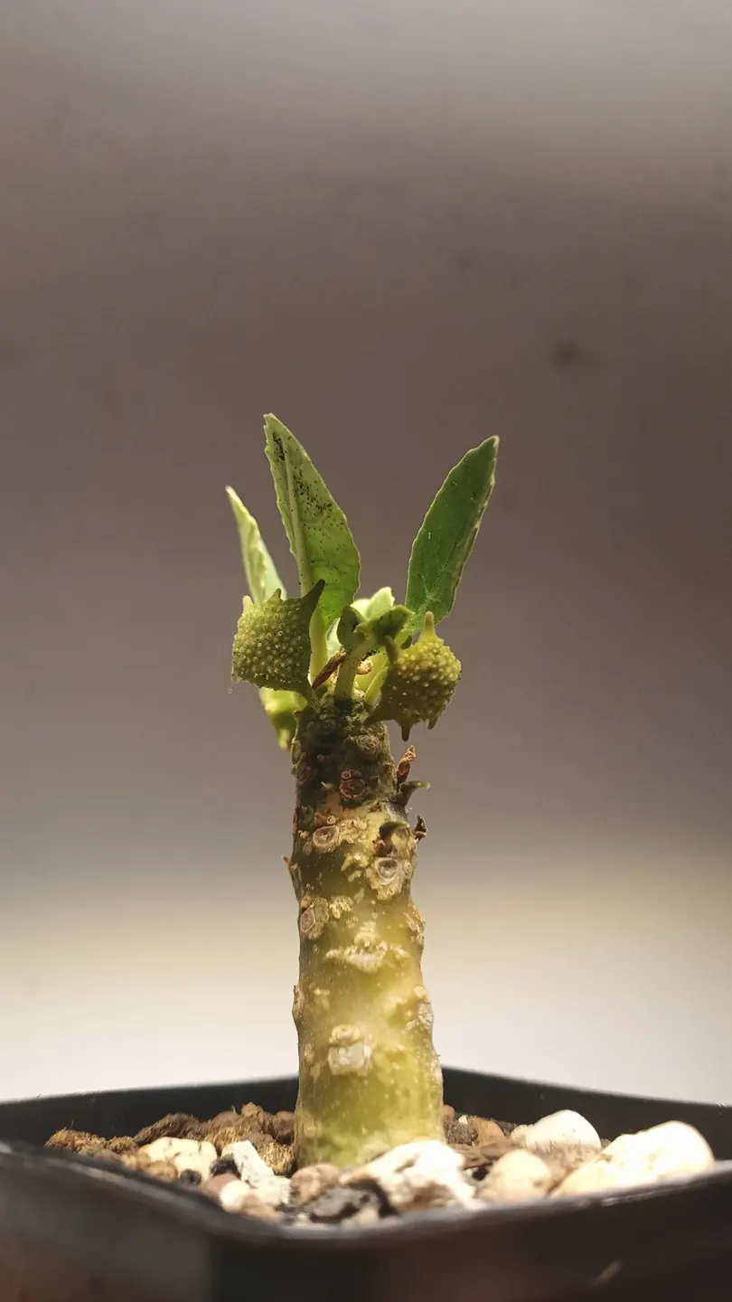 Plant in the Sonnenreych collection, cultivated plant