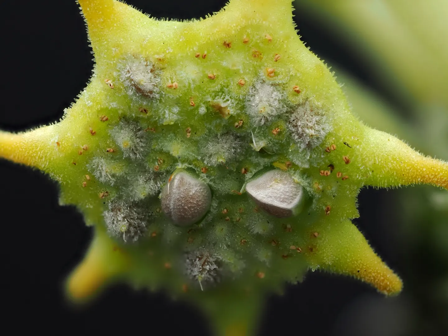 Dorstenia foetida, macro view of the flowering surface with two prominently projecting structures of fruit development.