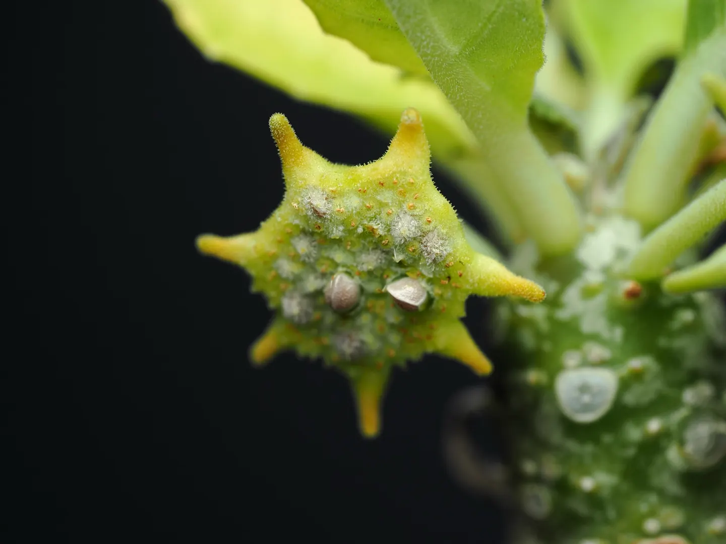 Dorstenia foetida, star-shaped hypanthodium of the cultivated accession LAV 10341.