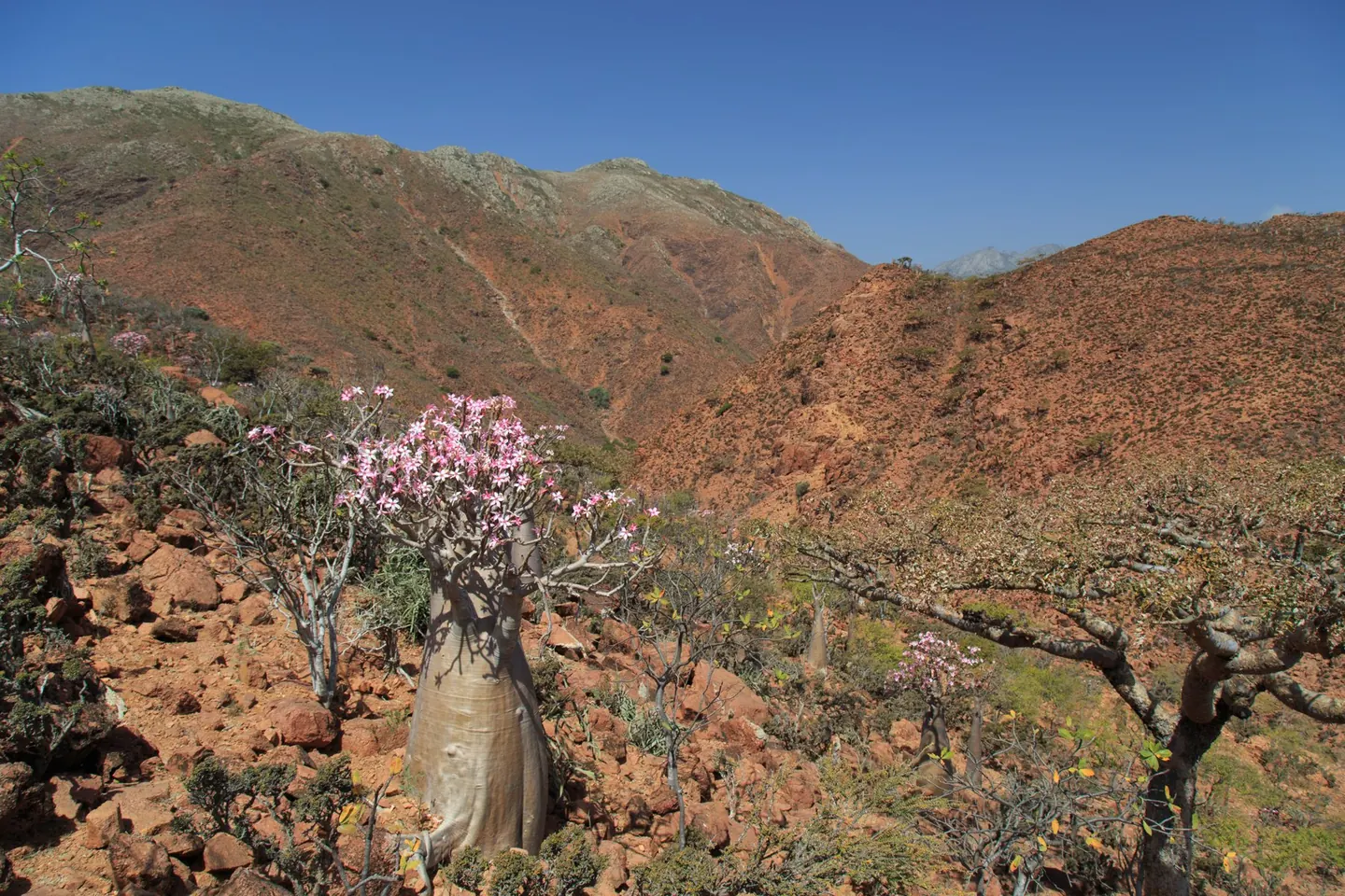 Adenium & Pachypodium