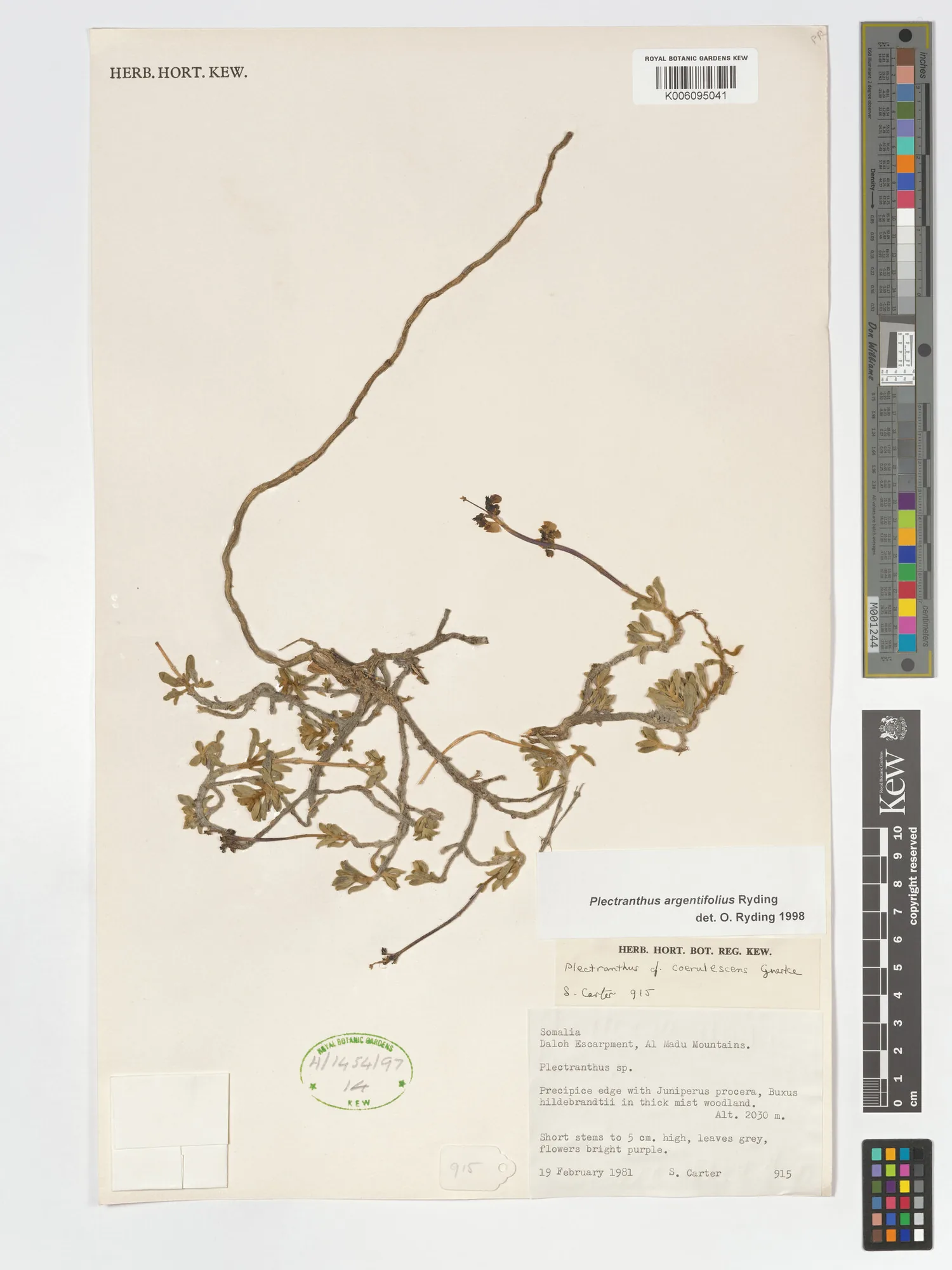 Digitalisierter Herbarbeleg von Coleus argentifolius
