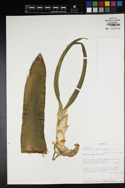 Herbarbeleg von Dracaena suffruticosa