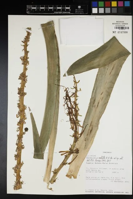 Herbarbeleg von Dracaena raffillii