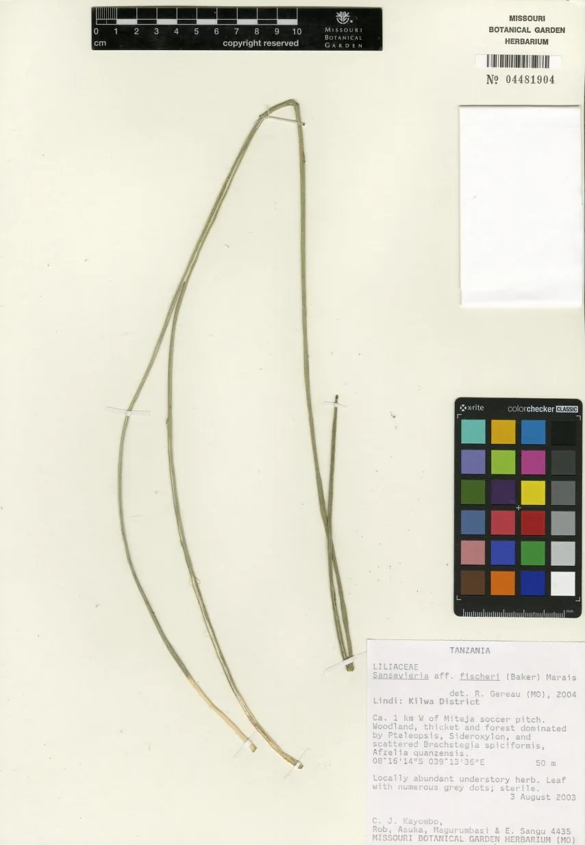 Herbarbeleg von Dracaena singularis