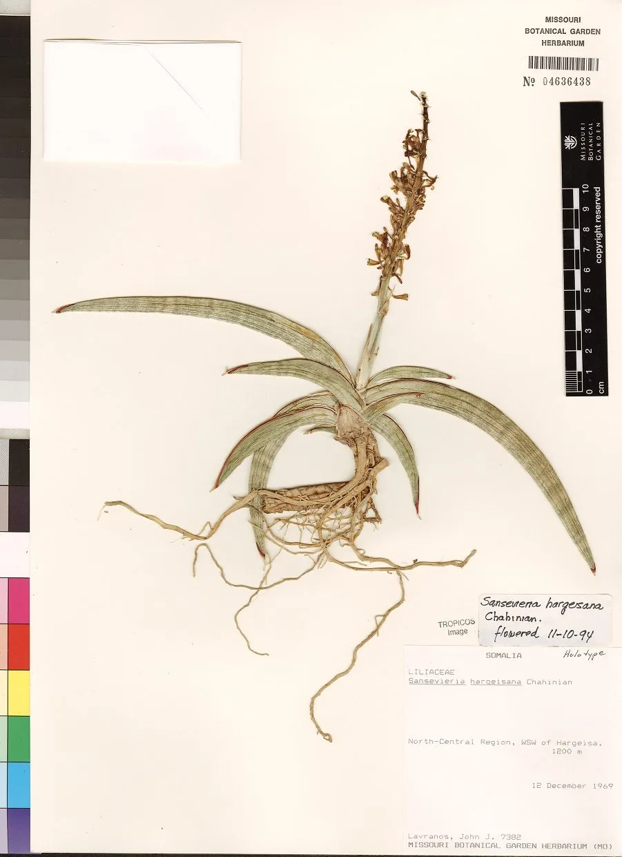 Herbarbeleg von Dracaena hargeisana