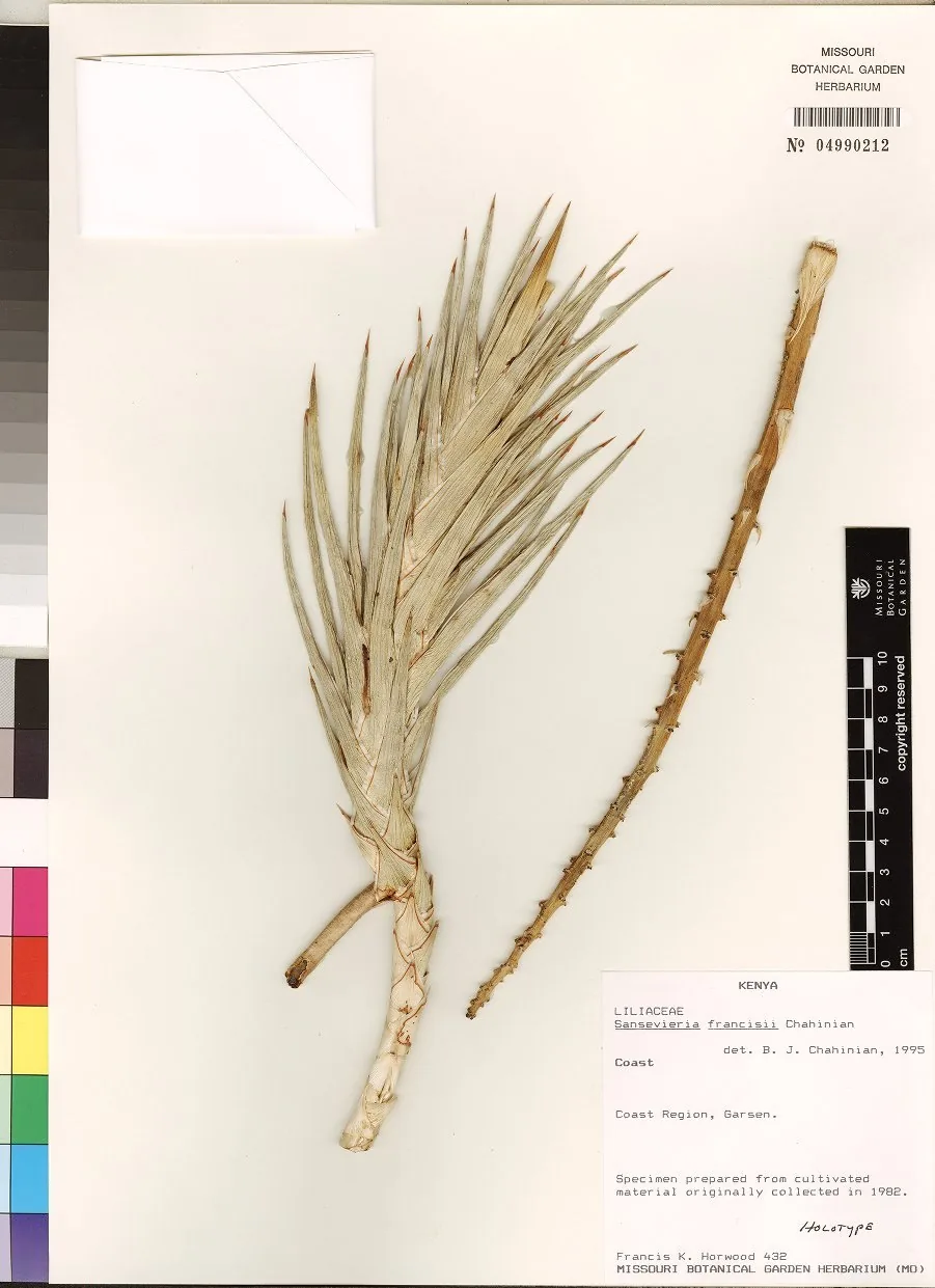 Herbarbeleg von Dracaena francisii