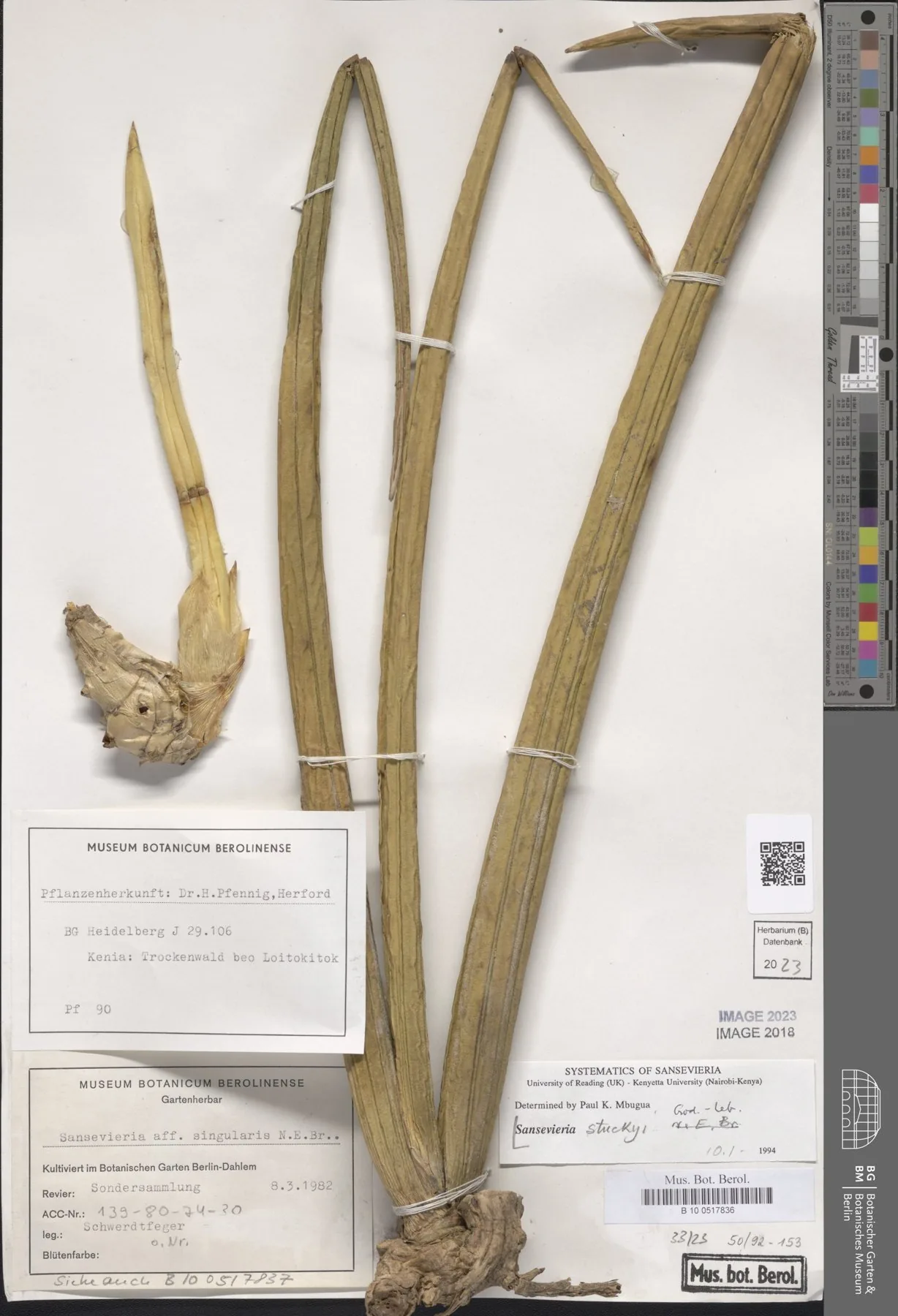 Herbarbeleg von Dracaena stuckyi