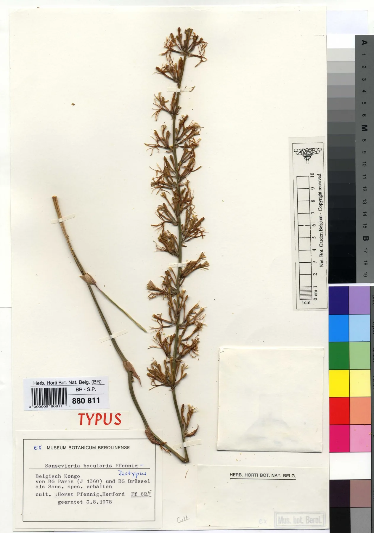 Herbarbeleg von Dracaena bacularis