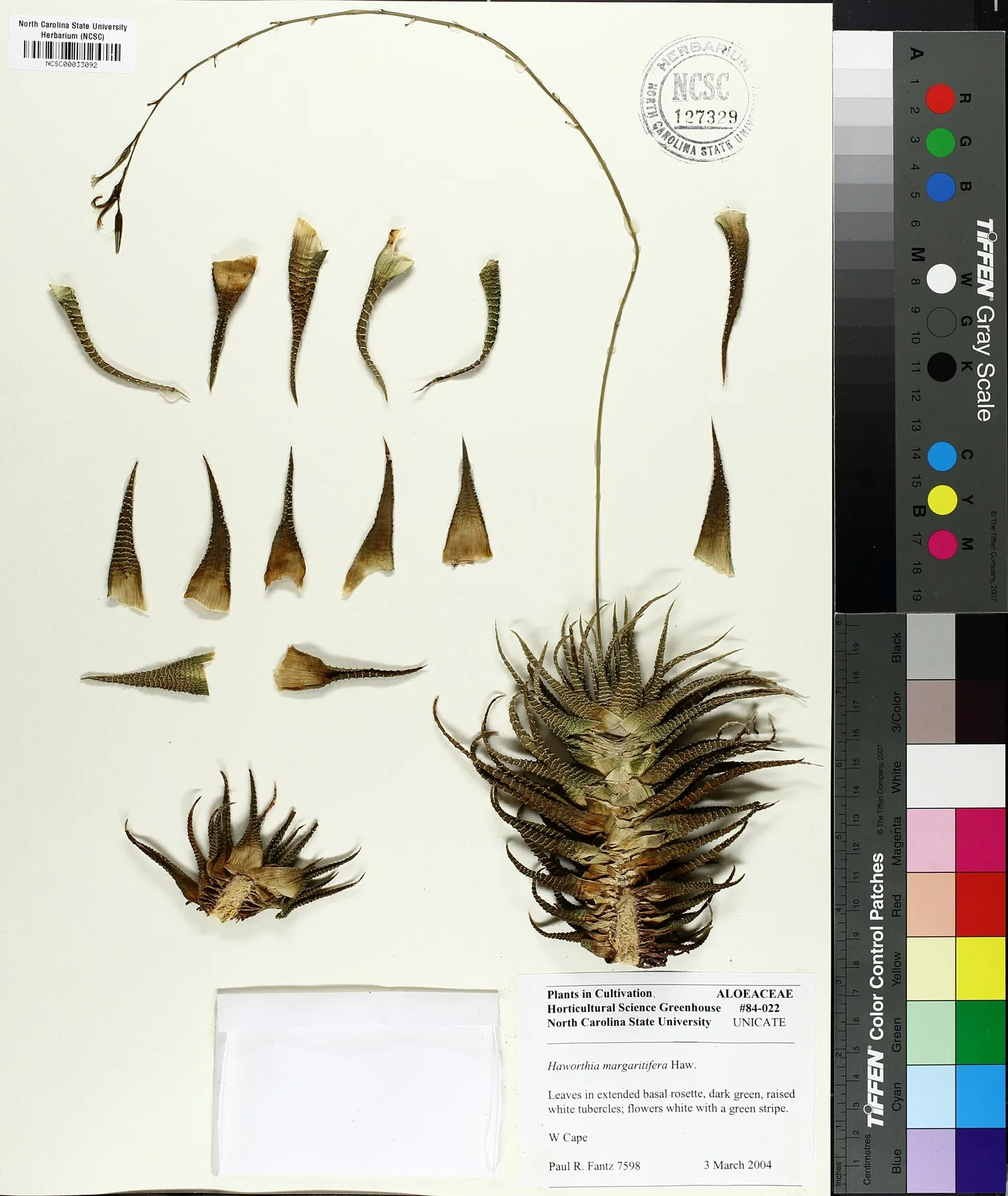 Herbarbeleg von Tulista pumila