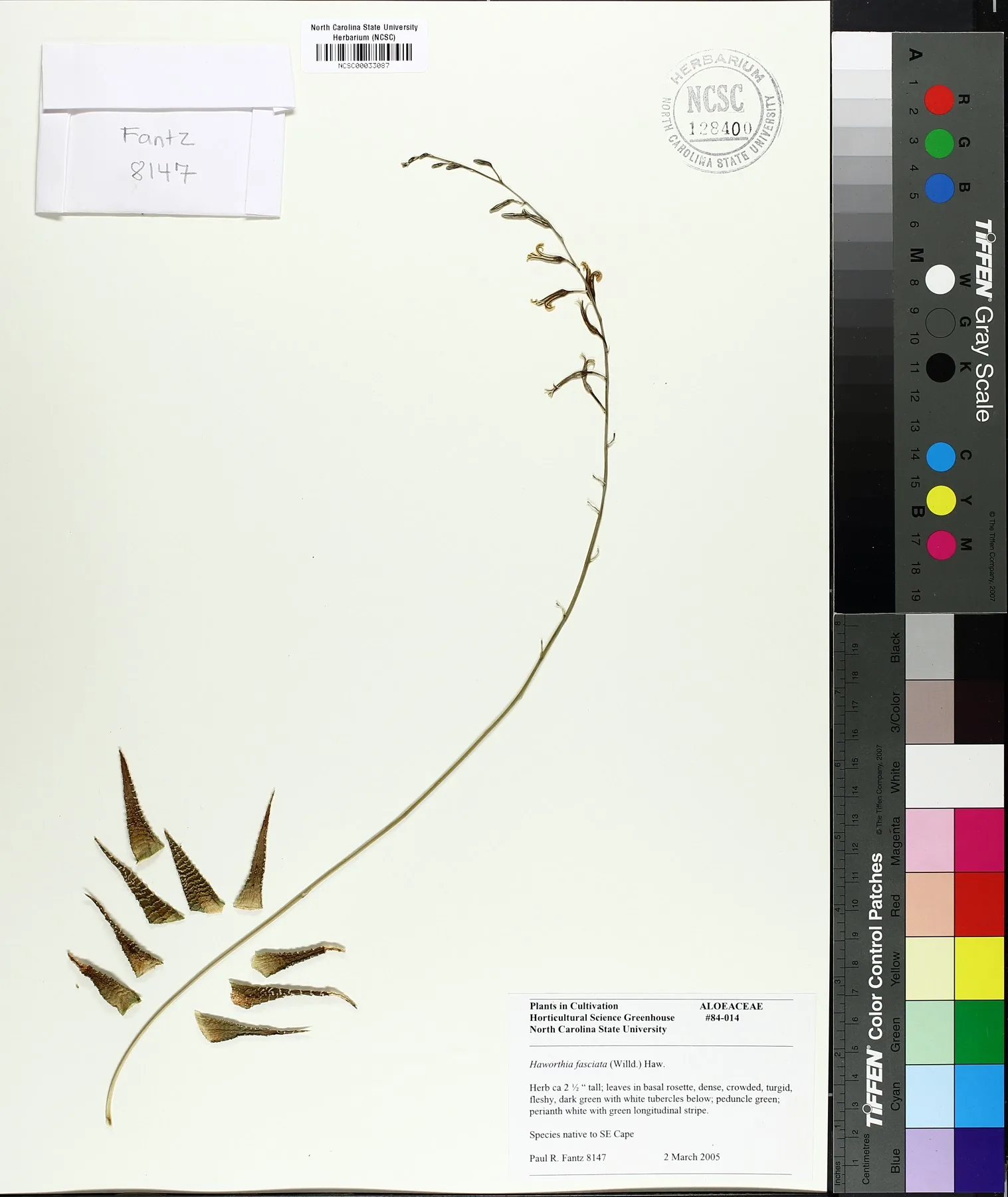 Herbarbeleg von Haworthiopsis fasciata