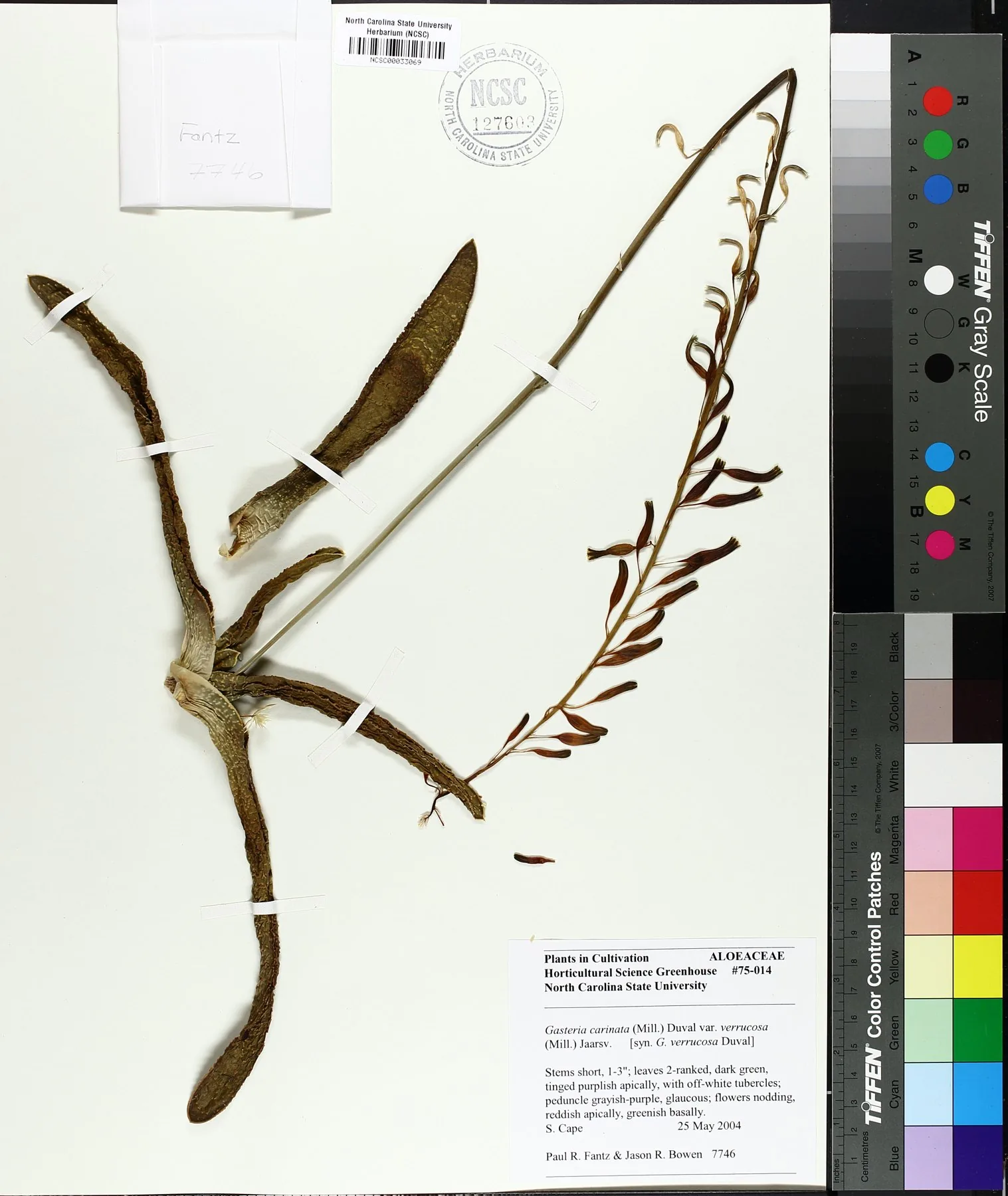 Herbarbeleg von Gasteria carinata var. verrucosa