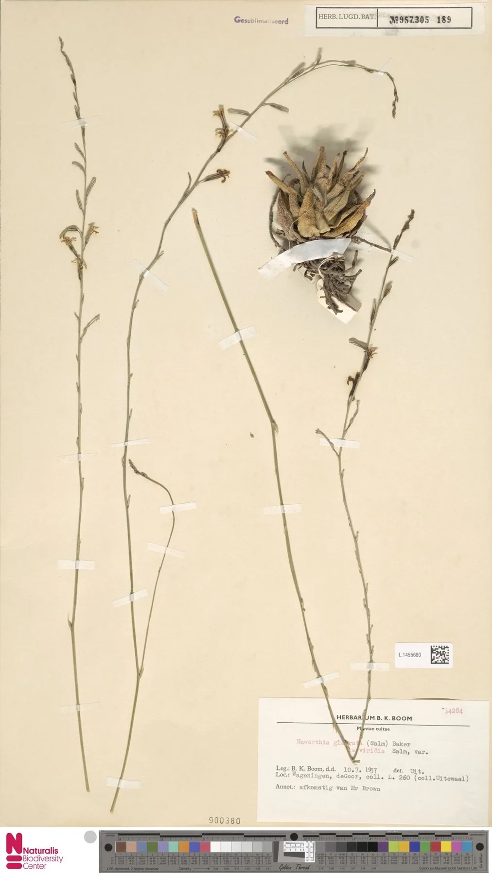 Herbarbeleg von Haworthiopsis attenuata var. glabrata