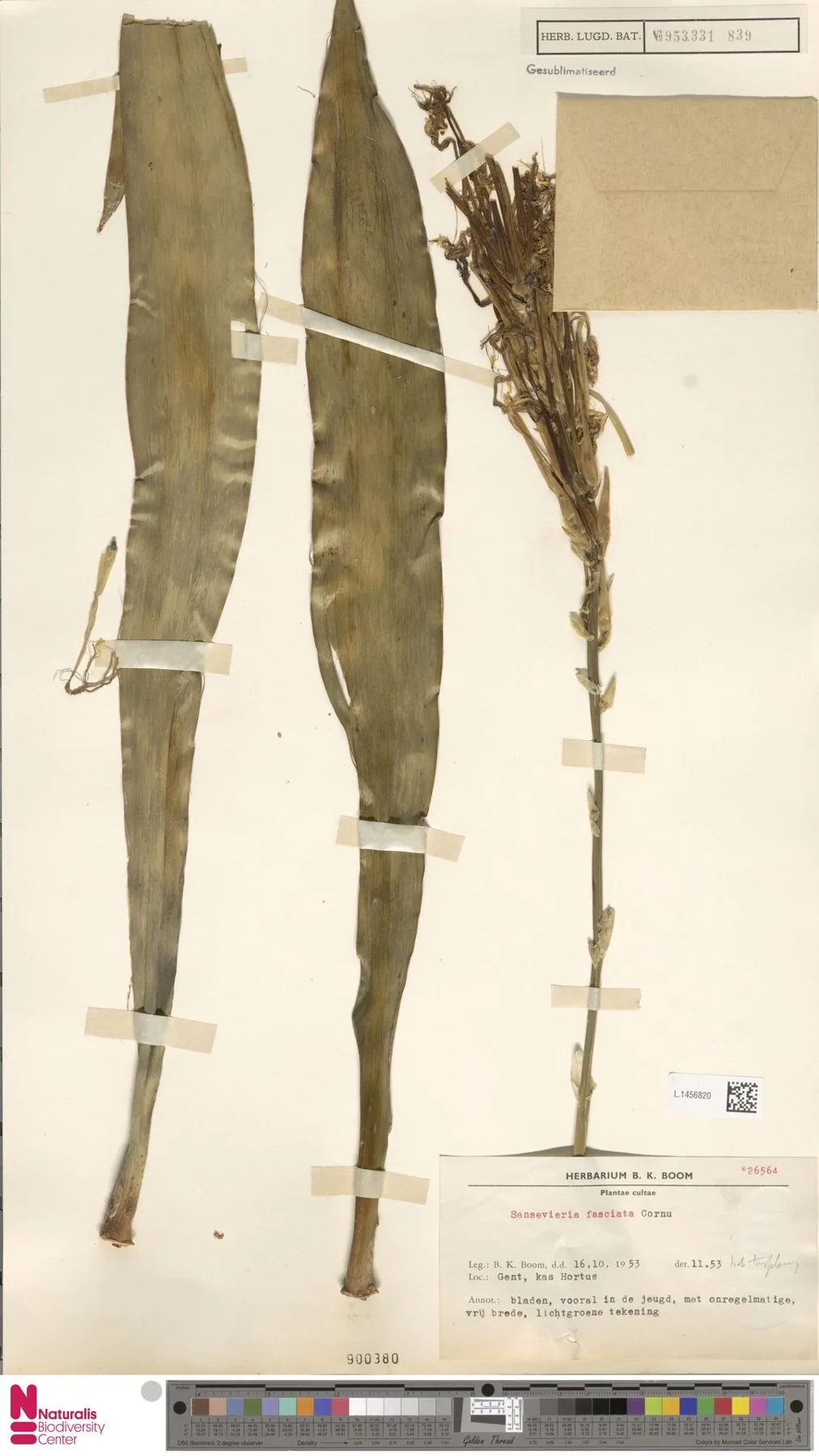 Herbarbeleg von Dracaena fasciata