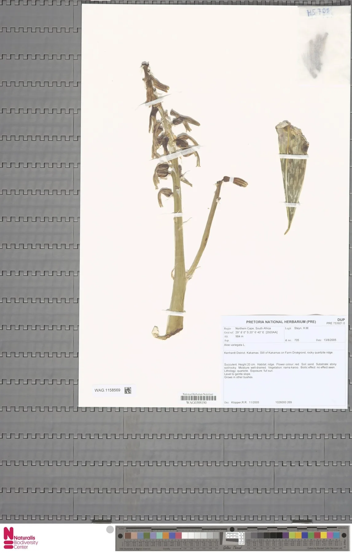 Herbarbeleg von Gonialoe variegata
