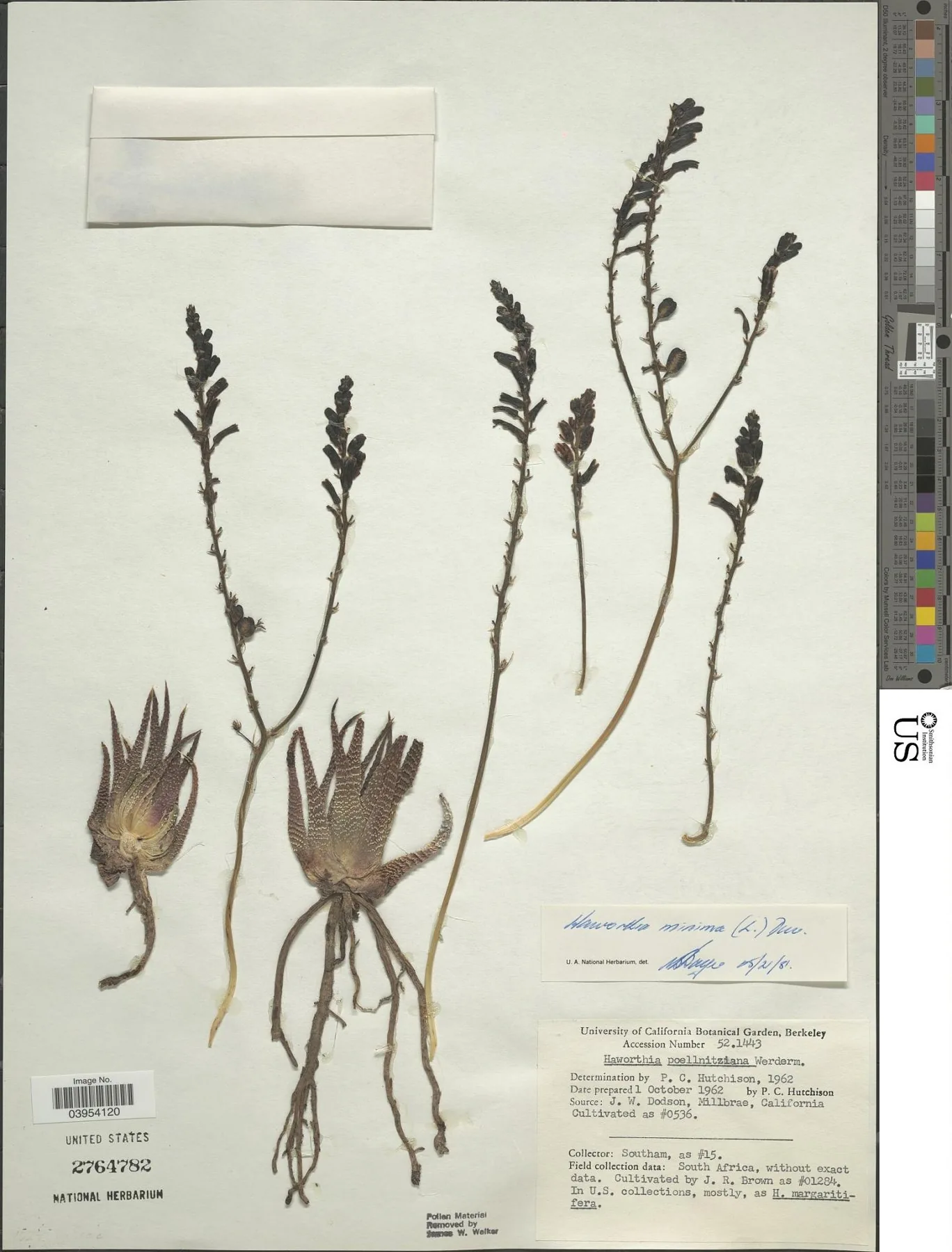 Herbarbeleg von Tulista minor