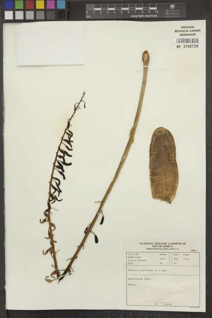 Herbarbeleg von Gasteria disticha