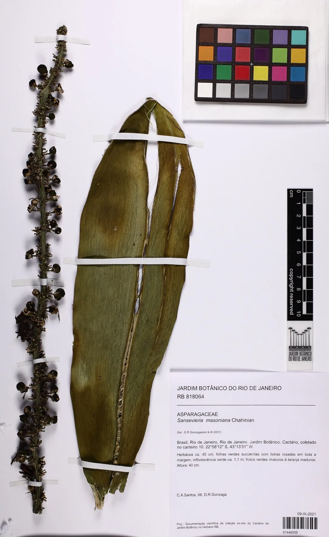 Herbarbeleg von Dracaena masoniana