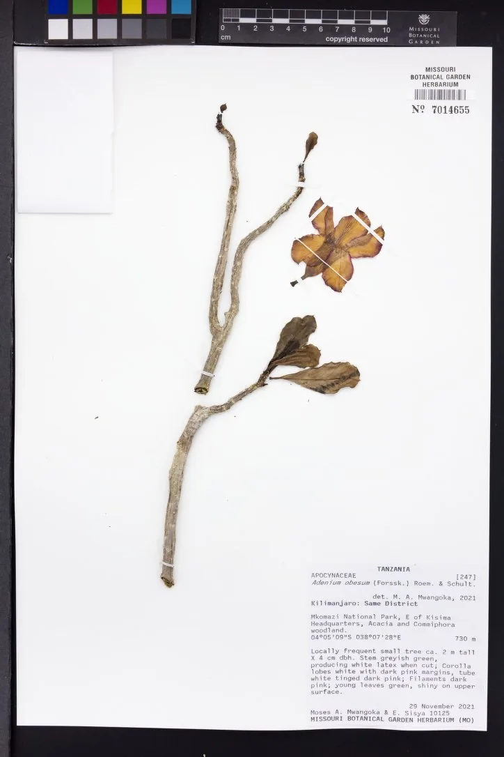 Herbarbeleg von Adenium obesum