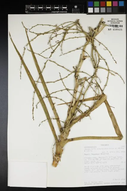 Herbarbeleg von Dracaena arborescens