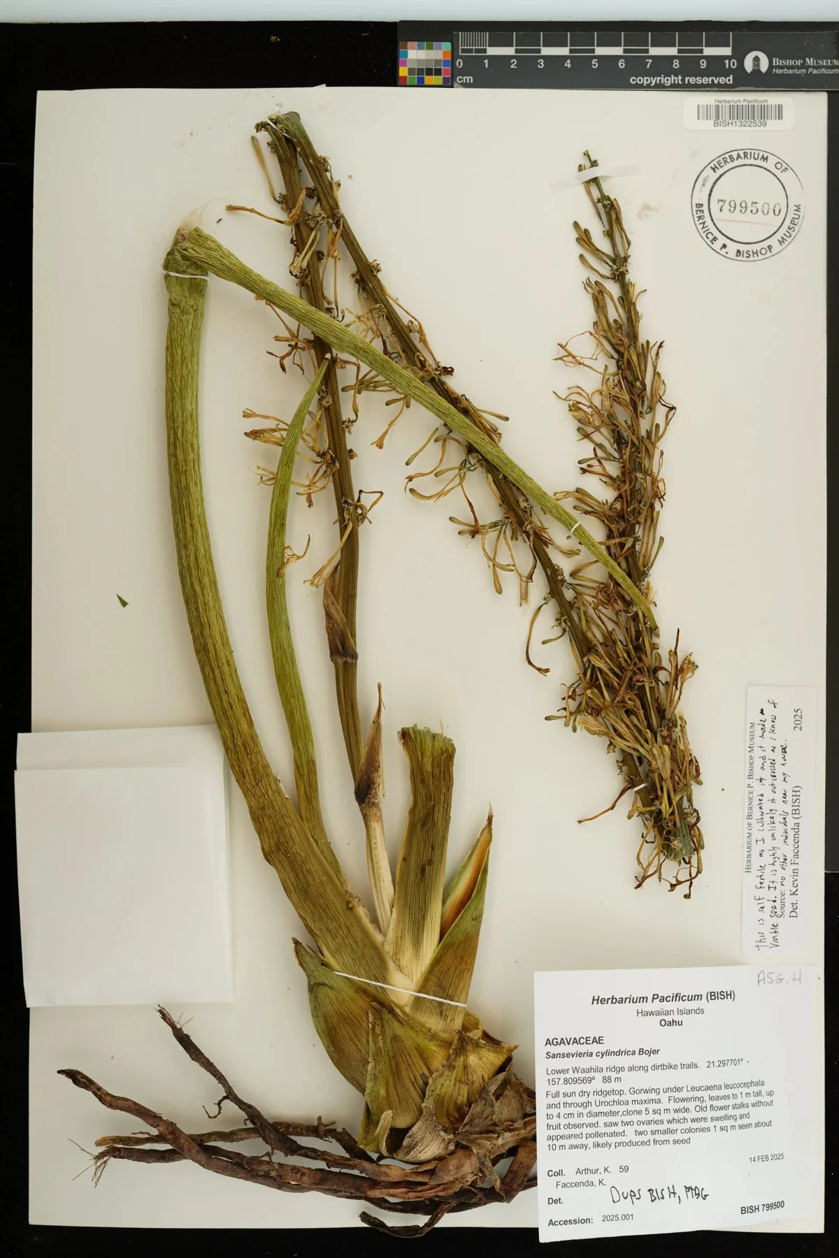 Herbarbeleg von Dracaena angolensis