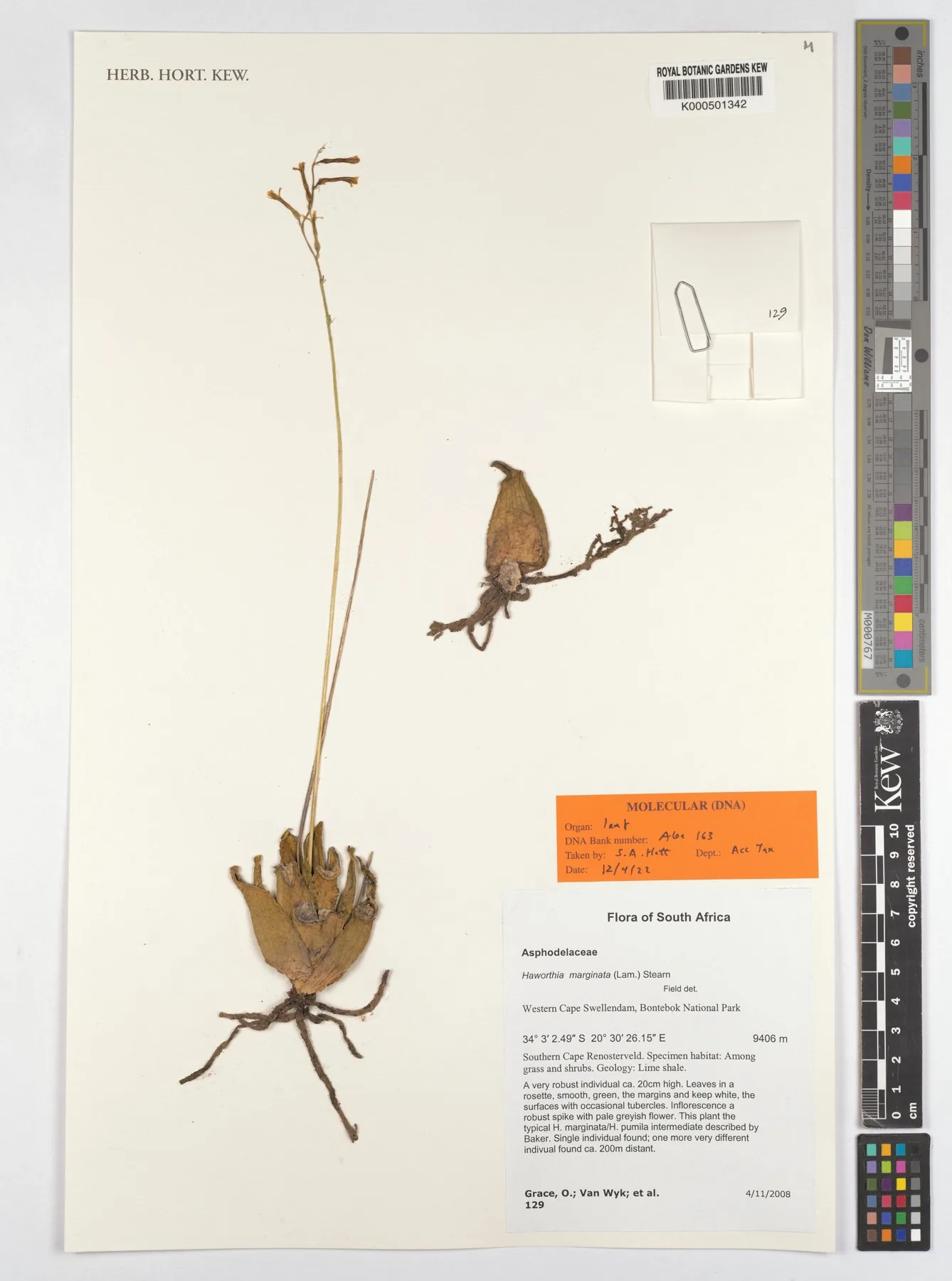 Herbarbeleg von Tulista marginata
