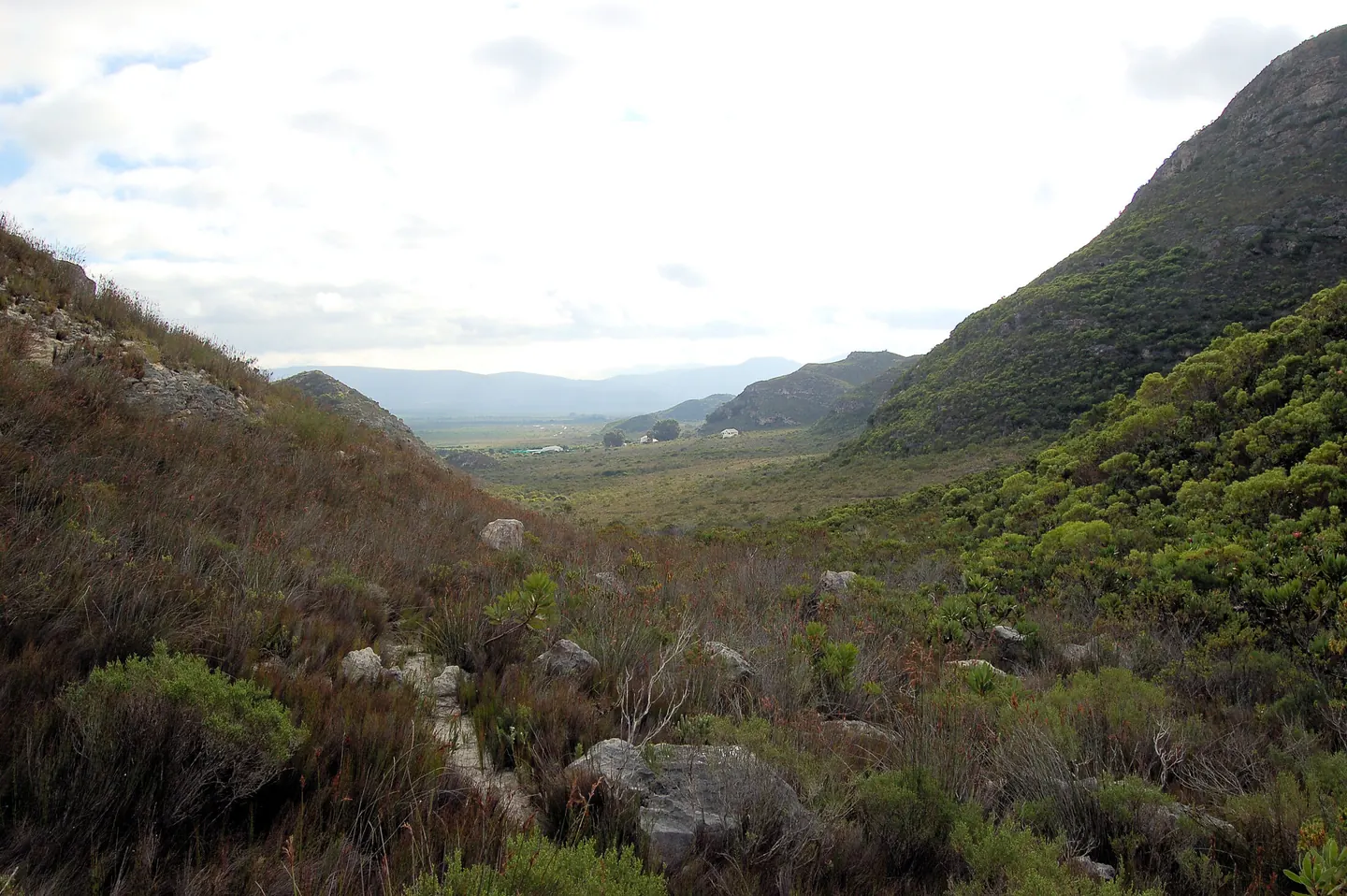 Fynbos bei Baardscheerdersbos im Westkap