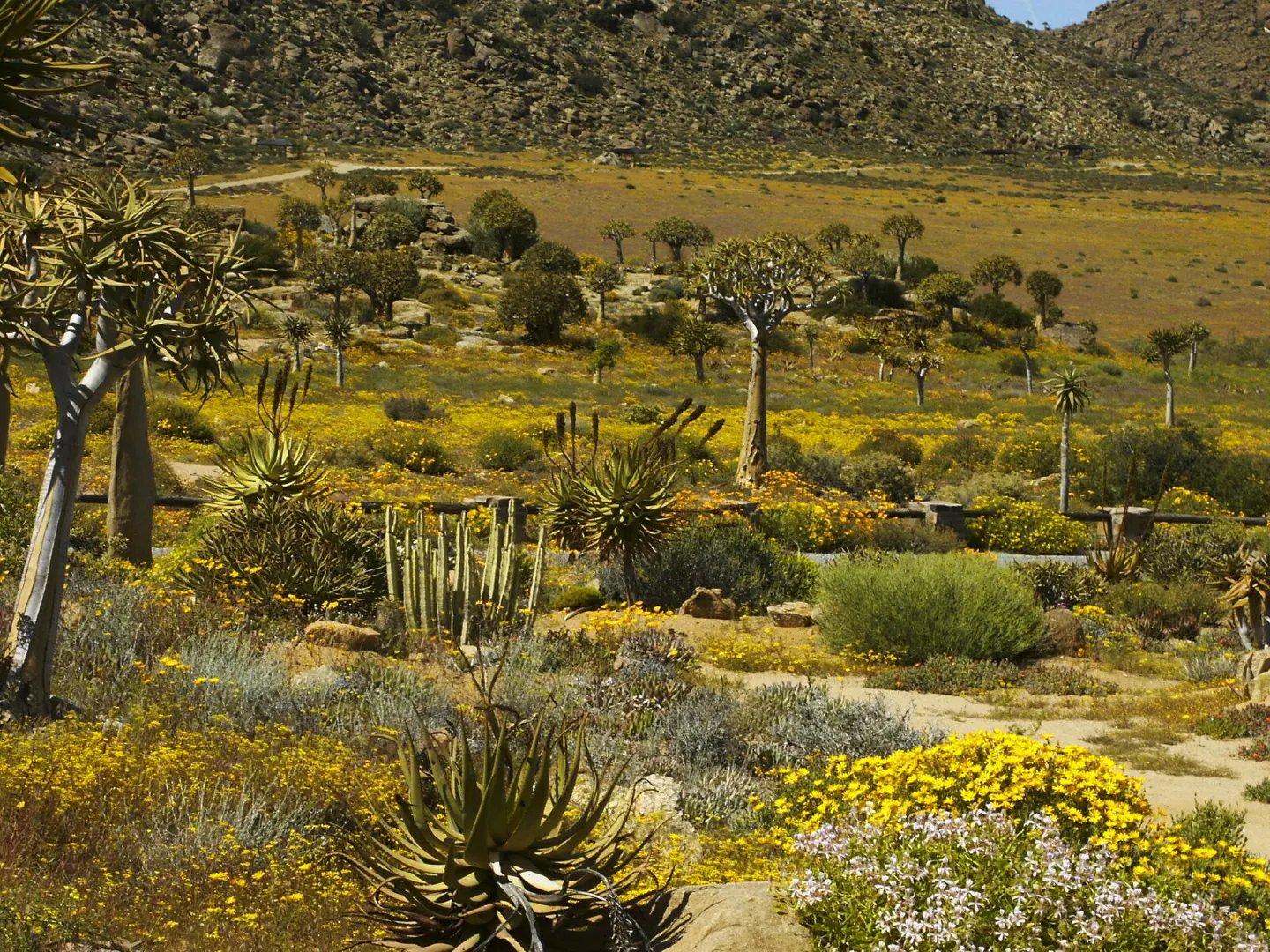 Blühende Wüstenlandschaft im Goegap Nature Reserve im Namaqualand