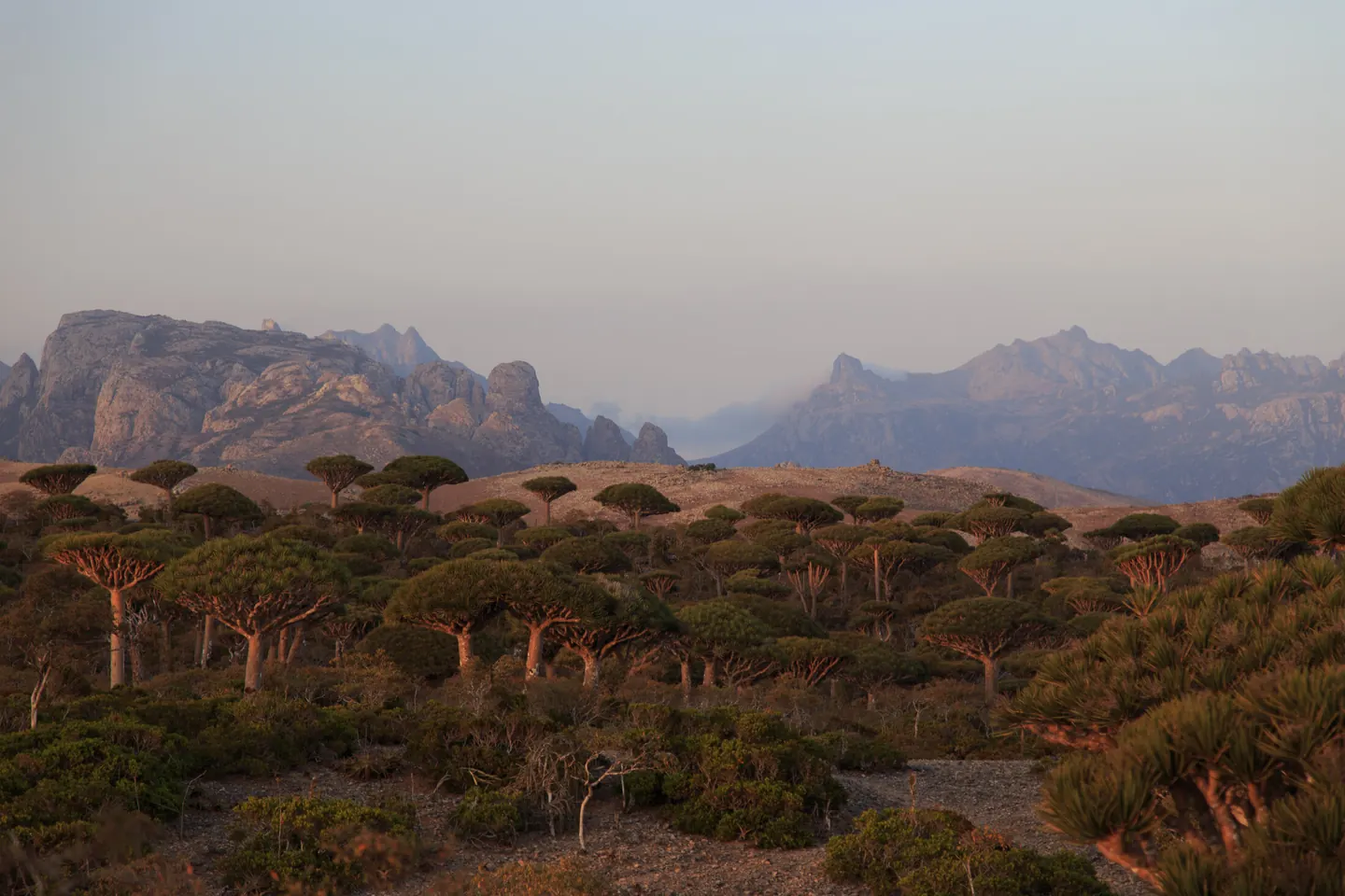 Drachenblutbäume auf dem Firmhin-Plateau auf Sokotra